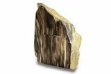 Polished, Petrified Wood (Metasequoia) Stand Up - Oregon #263730-1